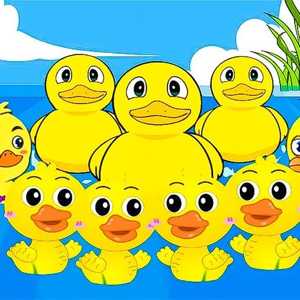 Baby duck