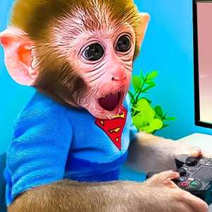 MoMo cute tower defense