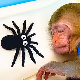 Find the same animal